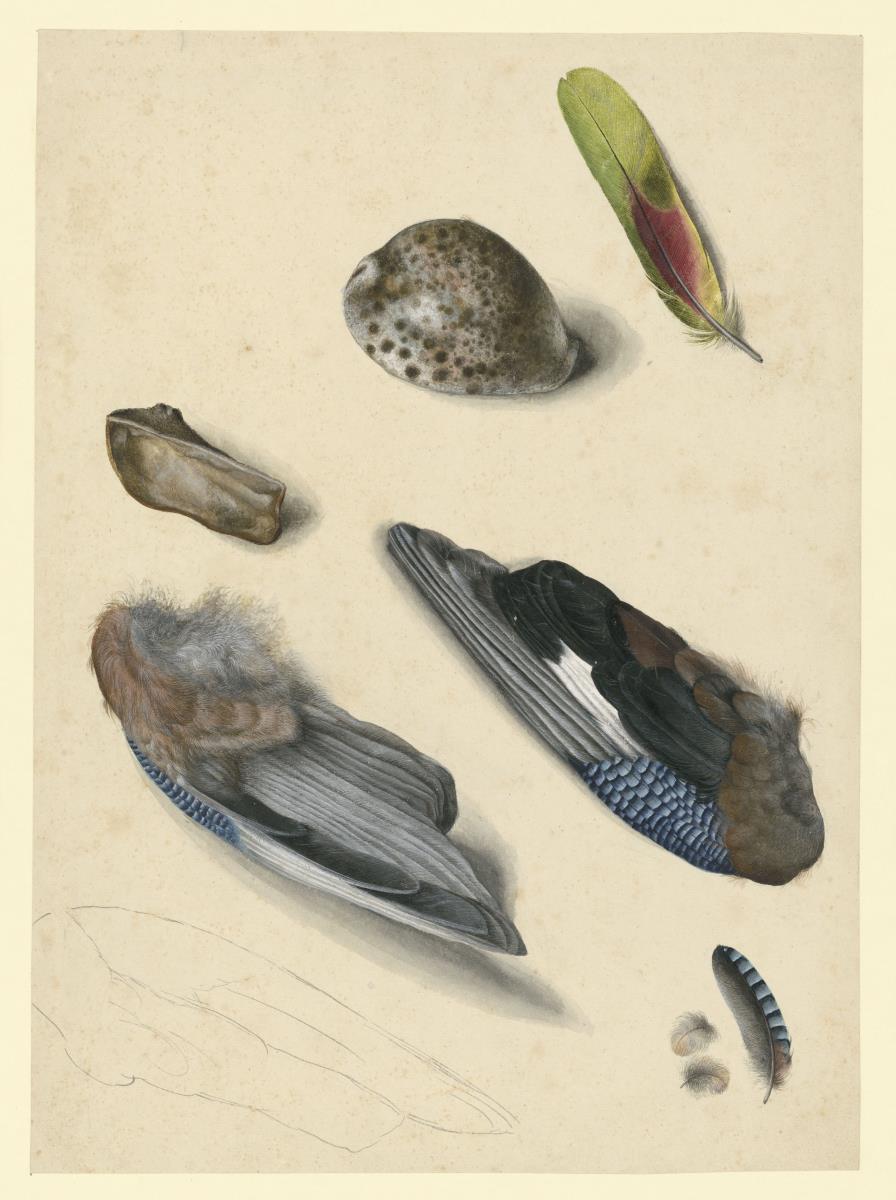Vogelflügel, eine Feder, Muscheln
