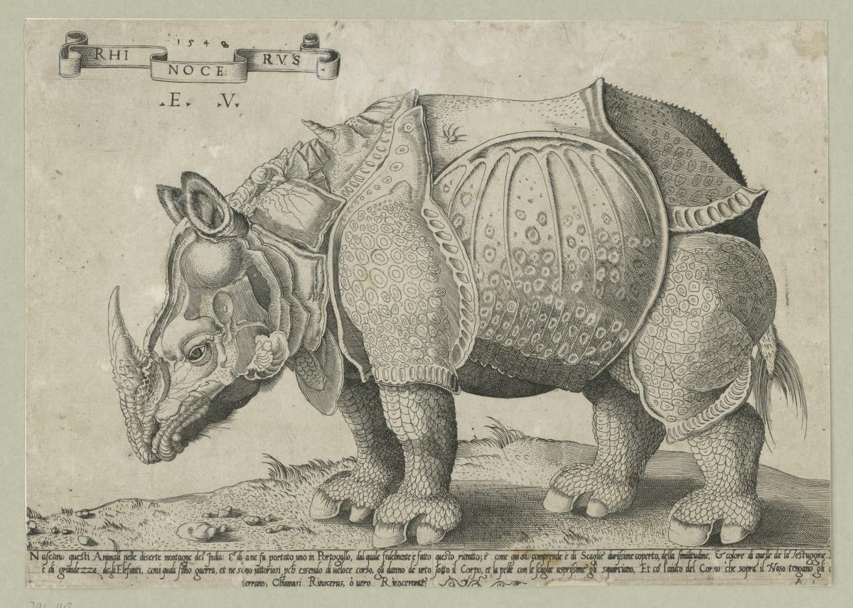 Rhinozeros (nach Albrecht Dürer)