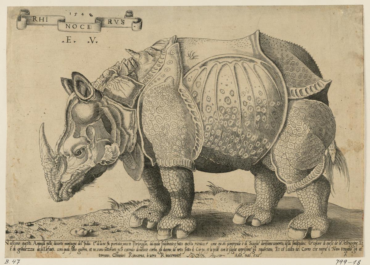 Rhinozeros (nach Albrecht Dürer)