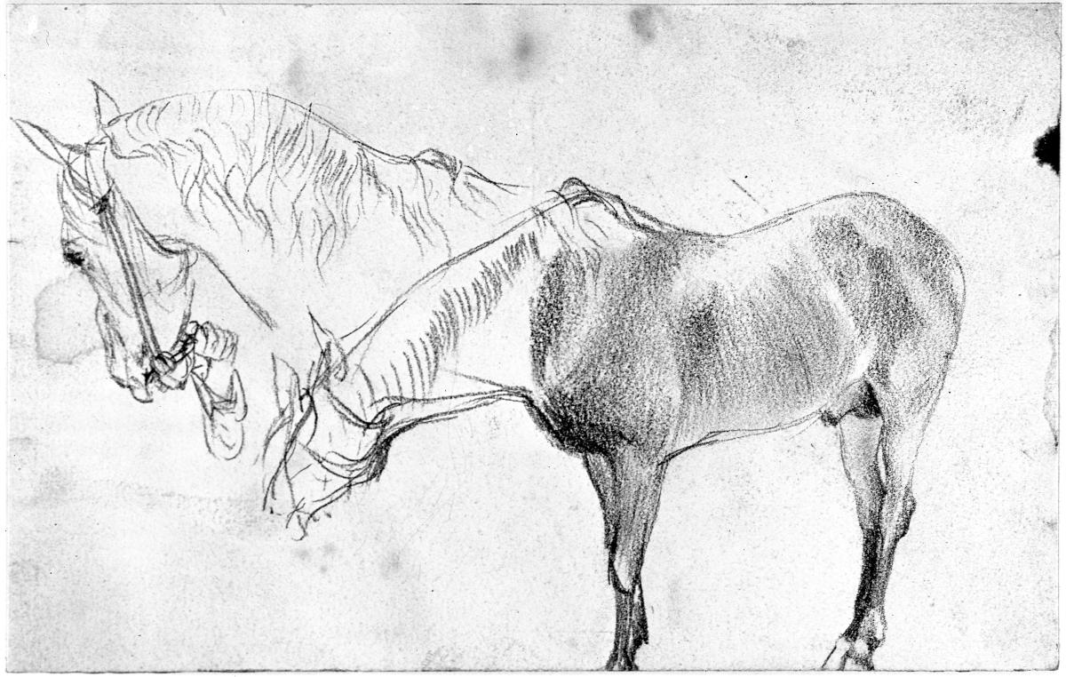 Stehendes Pferd, Kopf und Hals eines Pferdes mit Halfter, von einer Hand gefasst