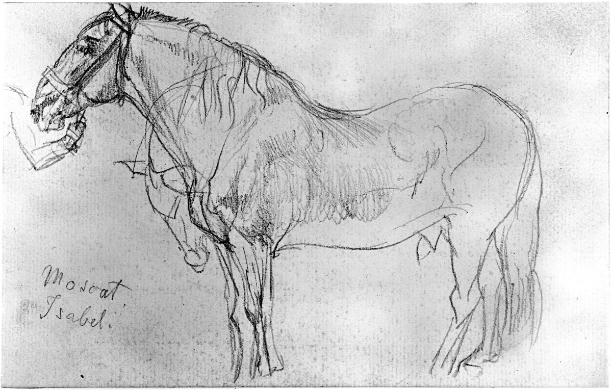 Stehendes Pferd, nach links