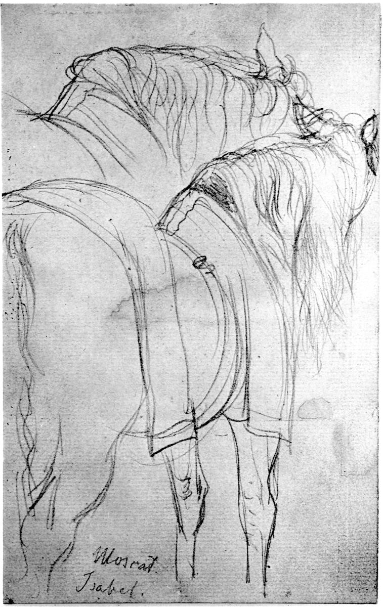 Pferd mit Decke, von hinten, zwei Skizzen