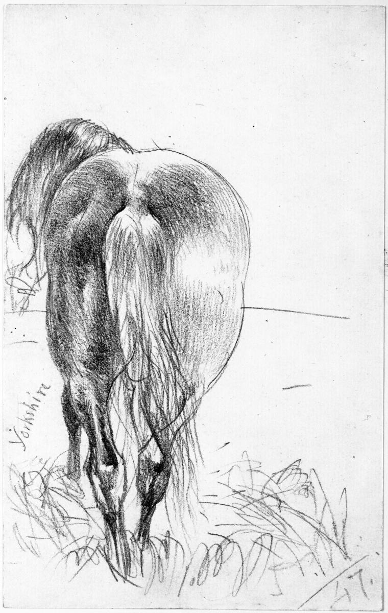 Pferd von hinten