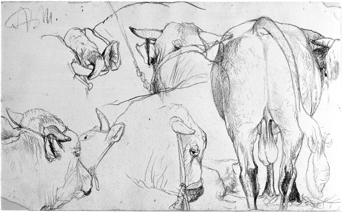 Stier von hinten gesehen und Detailskizzen