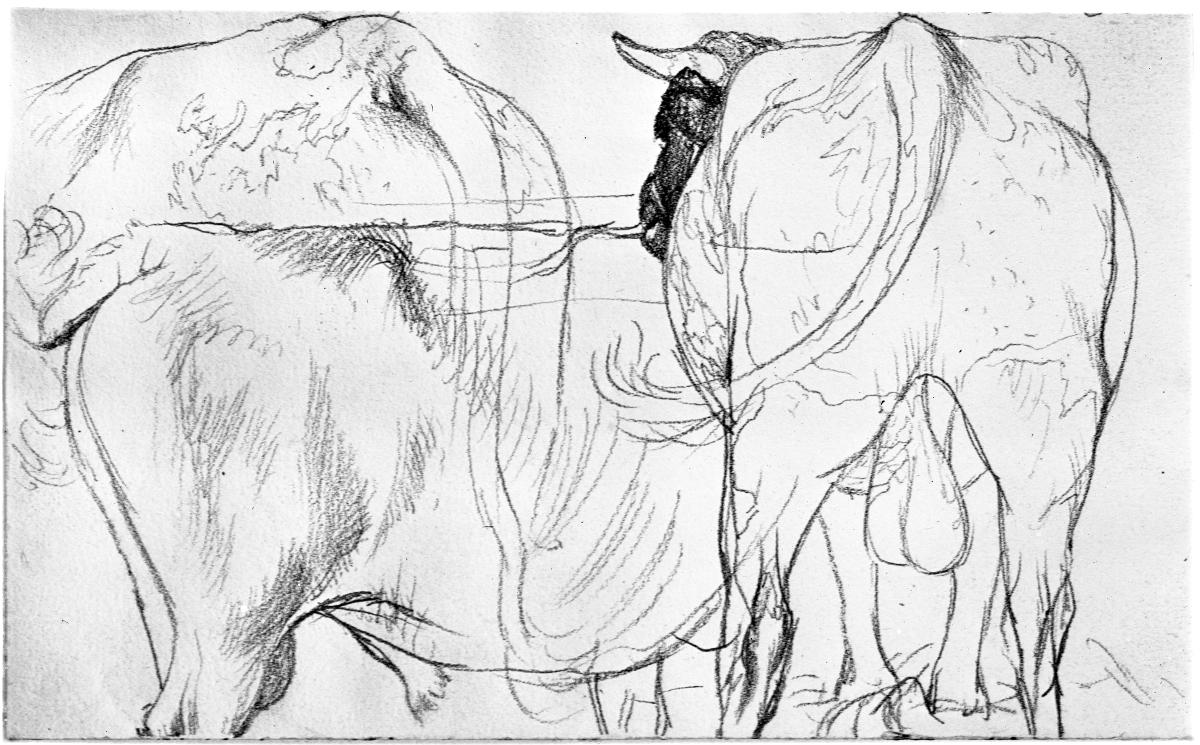 Stier, von hinten und von der Seite gesehen
