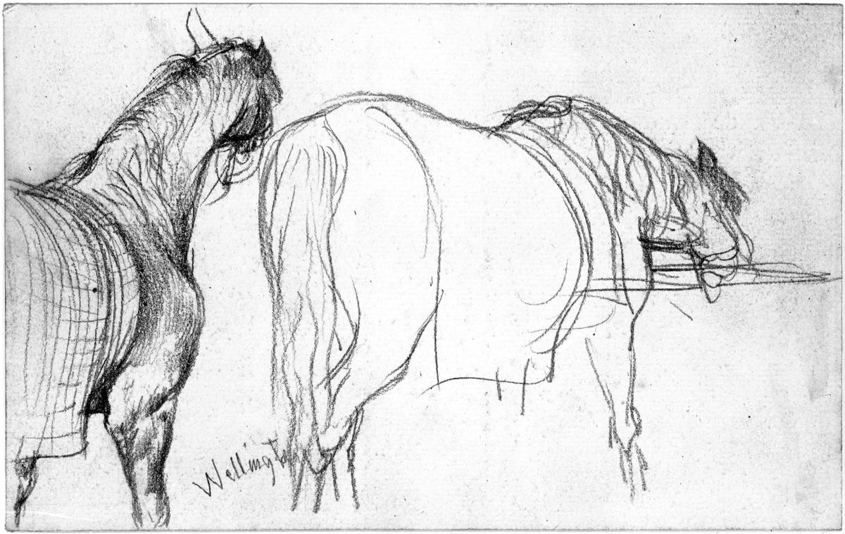 Pferd mit Decke im Stall, zwei Studien
