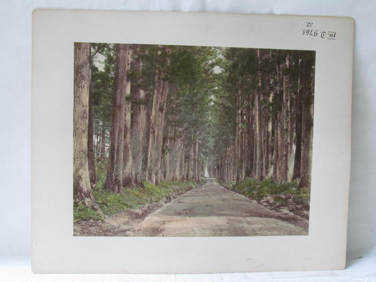 Allee Japanischer Zedern (cryptomeria japonica) 杉並木街道