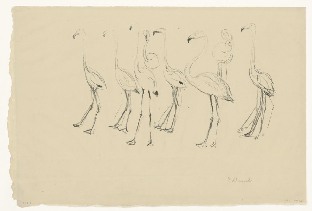 Flamingos