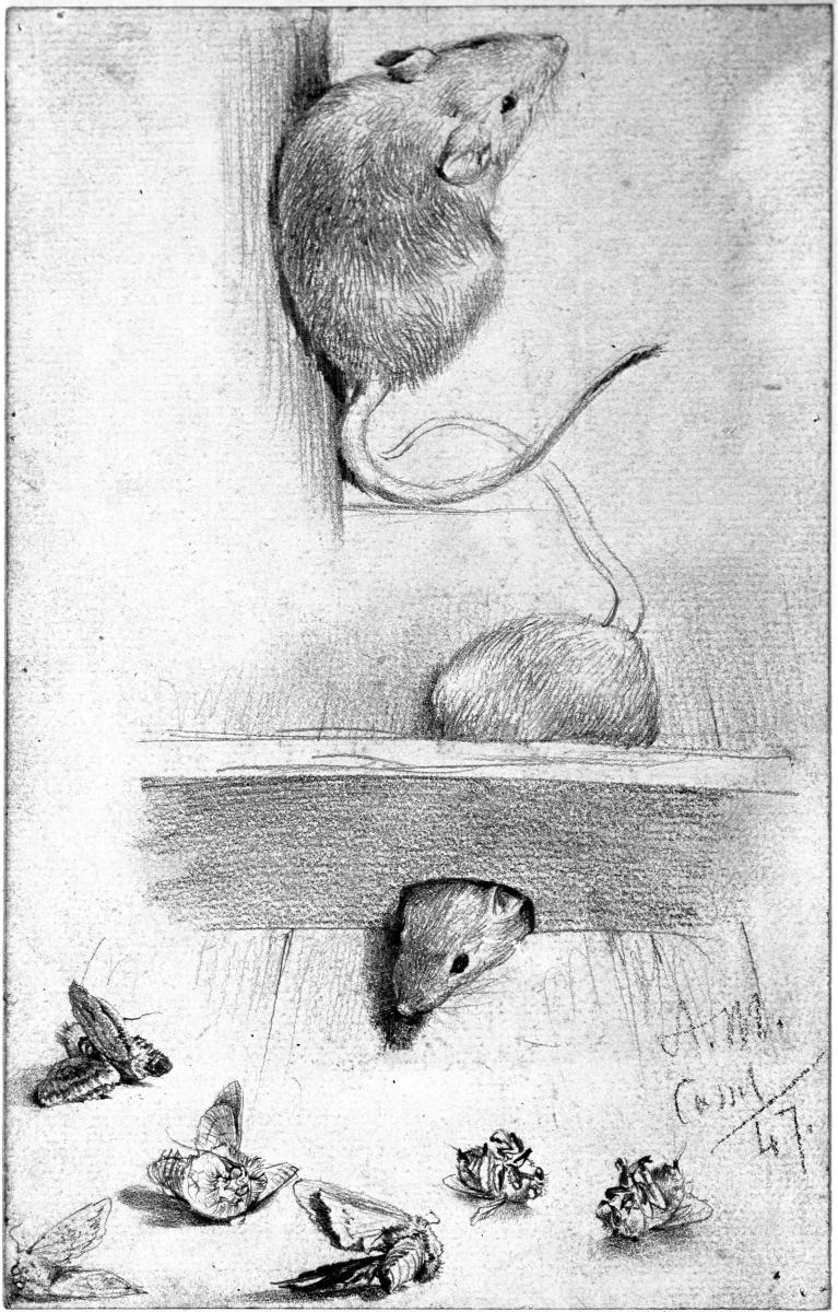 Mäuse und Motten