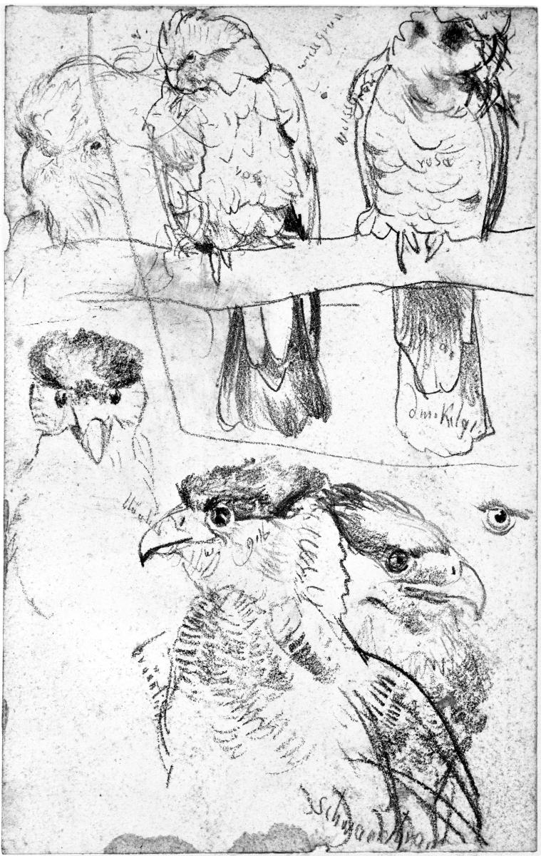 Papageien und Raubvögel