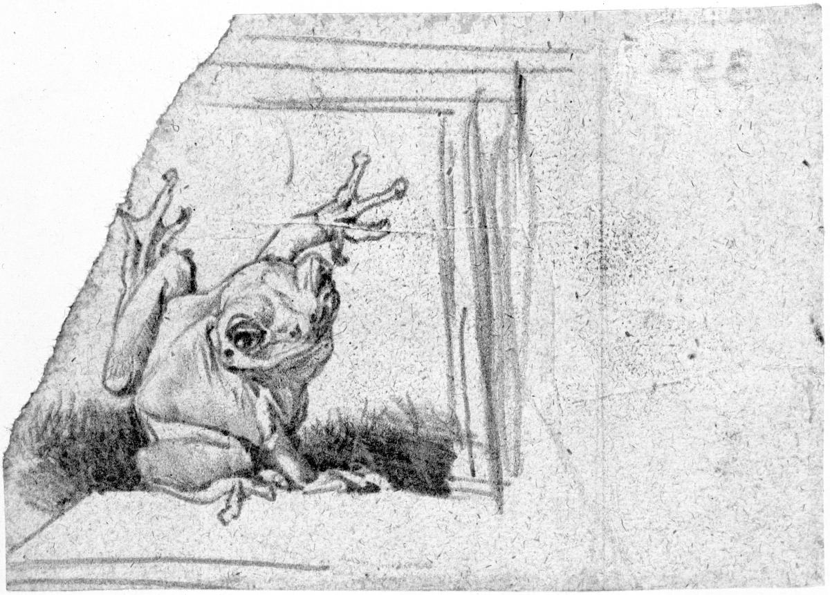 Laubfrosch im Glaskasten