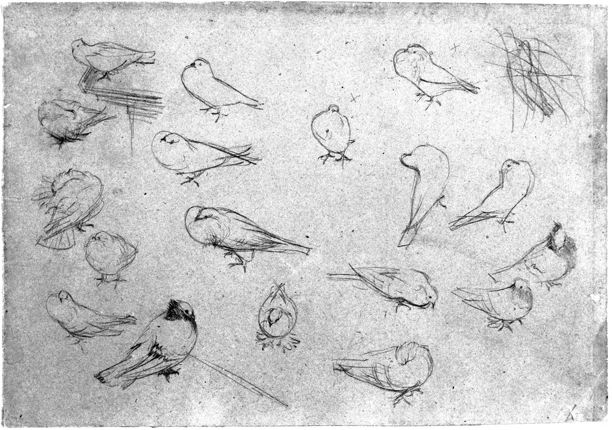 Neunzehn Taubenskizzen