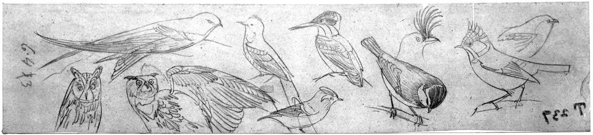 Zehn Vogelstudien, Durchzeichnung