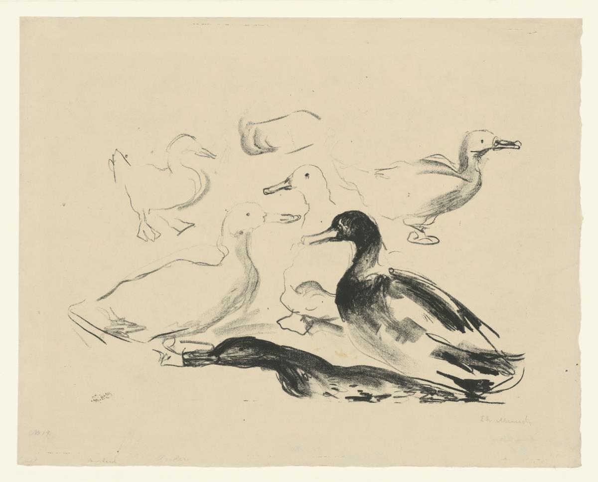 Enten (Abzug 19)