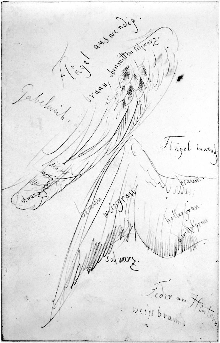 Flügel der Gabelweihe