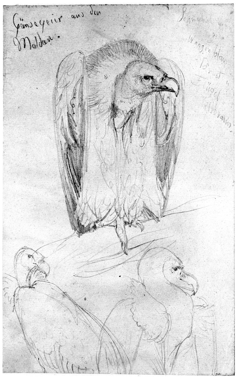 Gänsegeier aus der Moldau