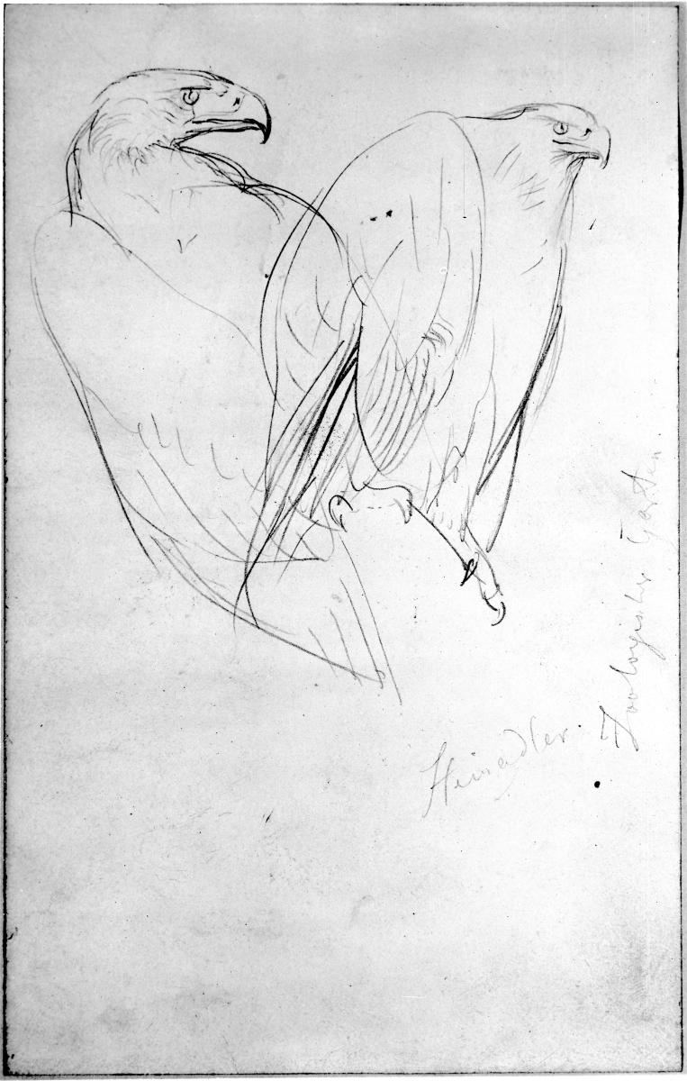 Steinadler, zwei Skizzen