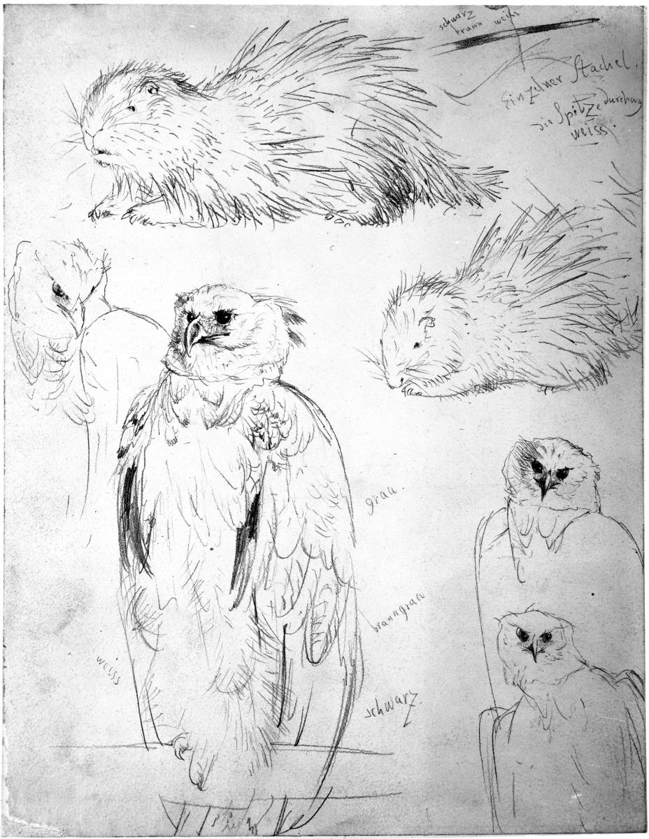 Studien von Stachelschwein und Adler