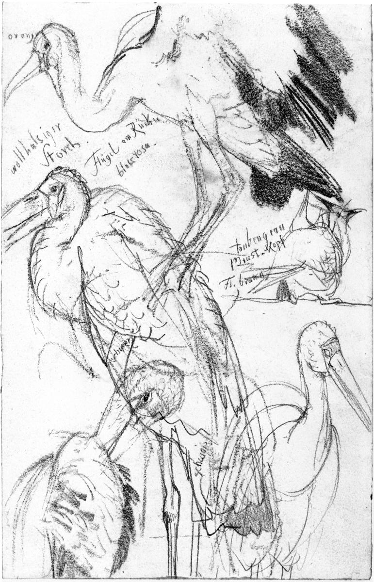 Storch, vier Studien