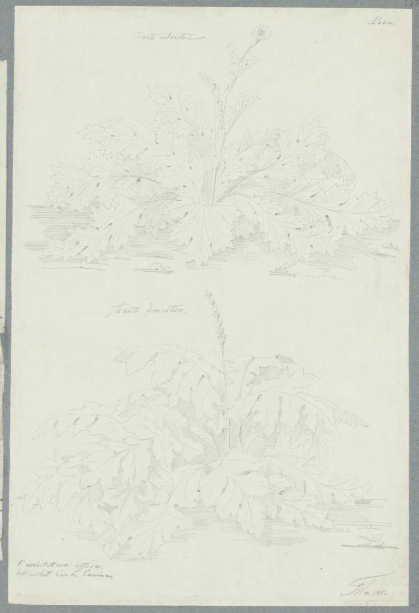 Skizzenbuch Italienreise, Rom, Akanthusstudien nach Luigi Canina: L'architettura antica descritta e dimostrata coi monumenti, Bd. 2.2 (L'Architettura Greca)