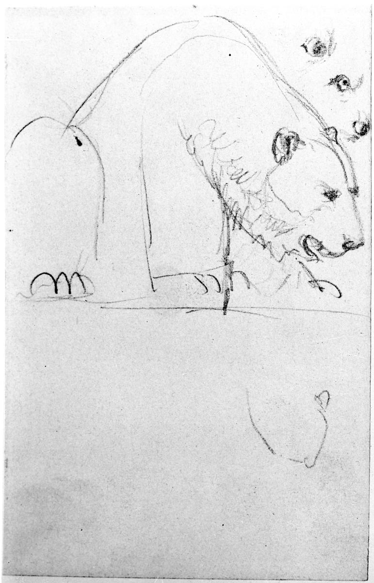 Eisbär und Details des Gesichts
