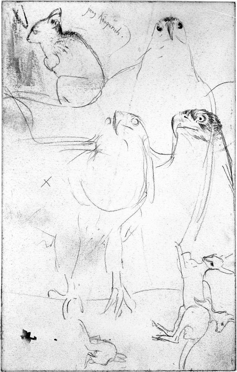 Känguruhs und Raubvögel