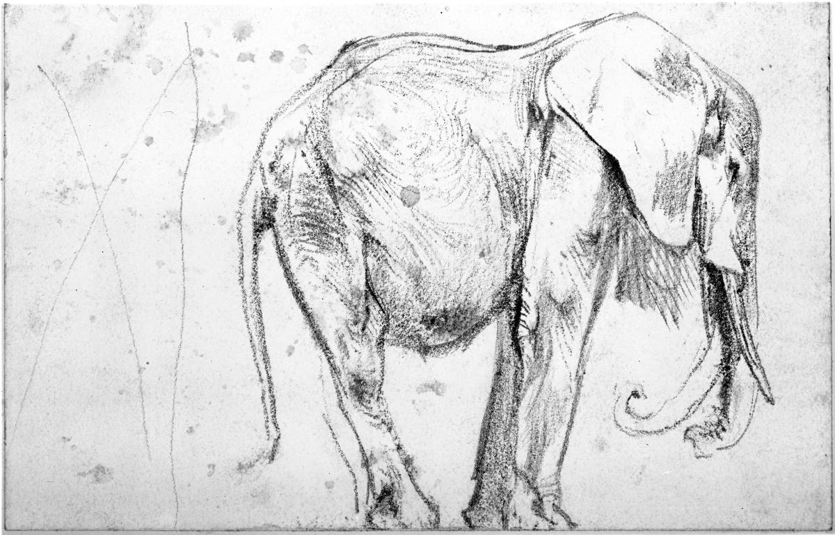 Afrikanischer Elefant stehend nach rechts