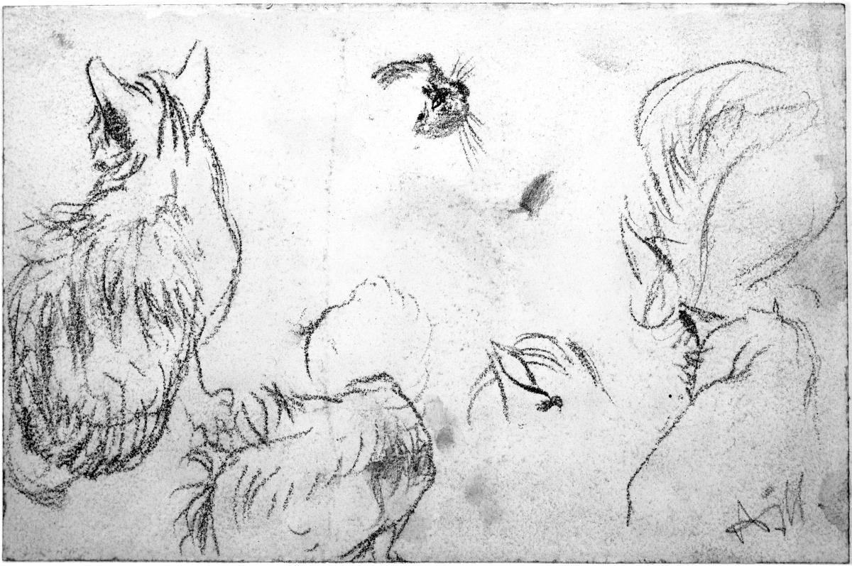 Katzenstudien
