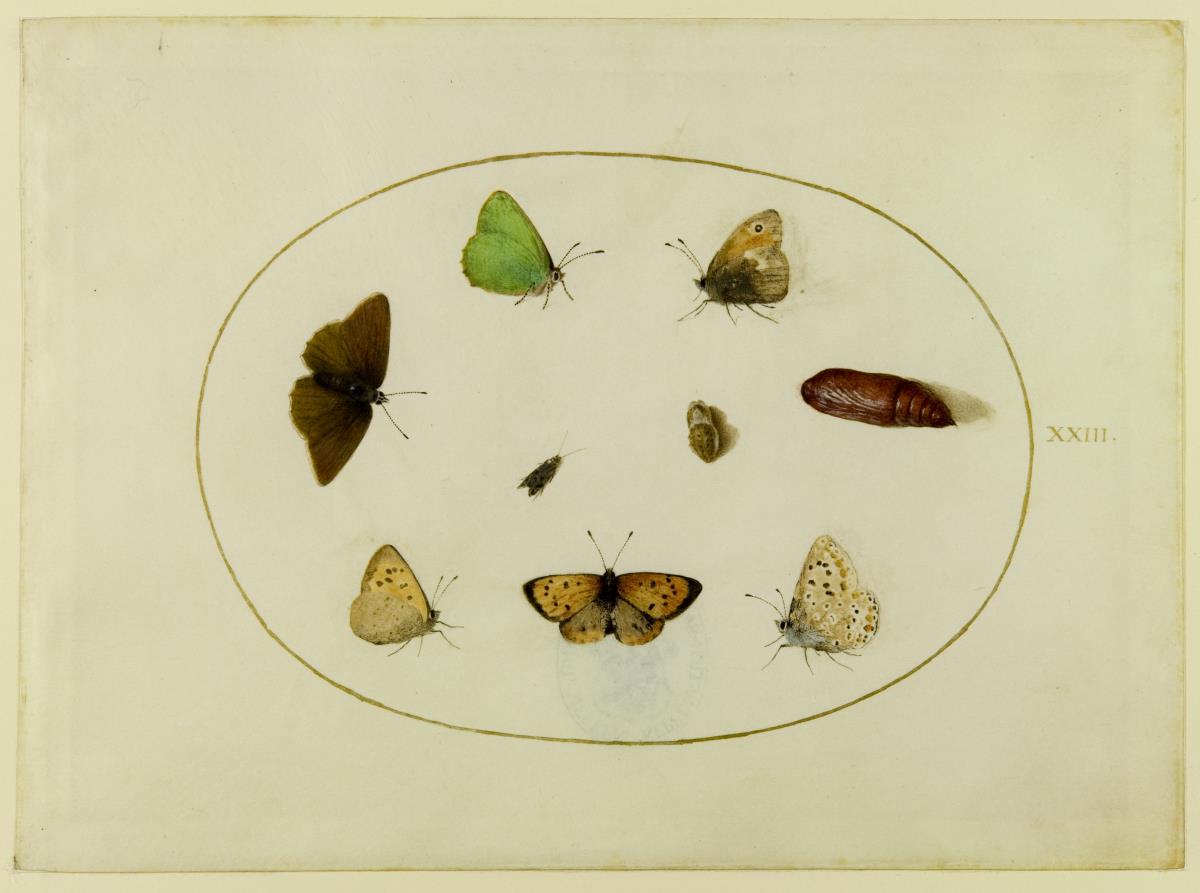 Schmetterlinge, Blatt XXIII