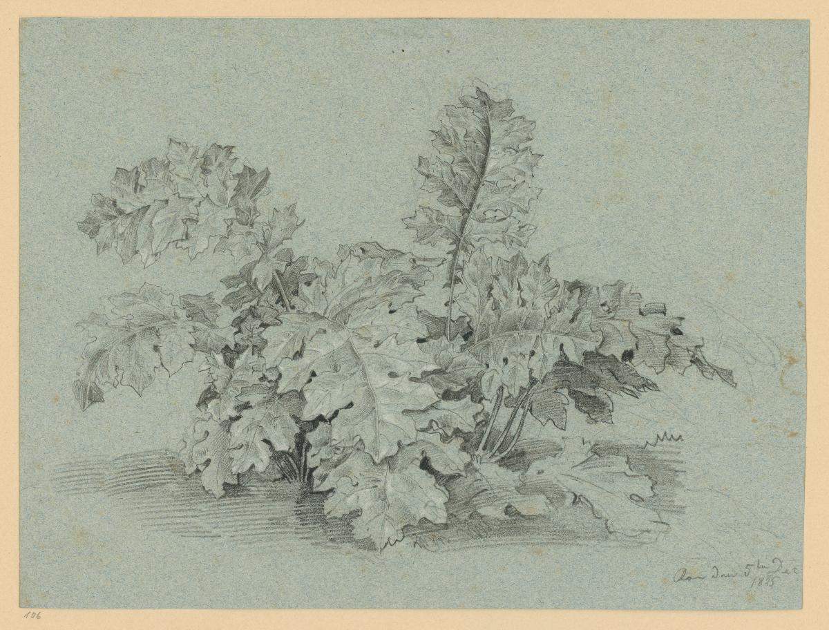 Akanthus-Staude