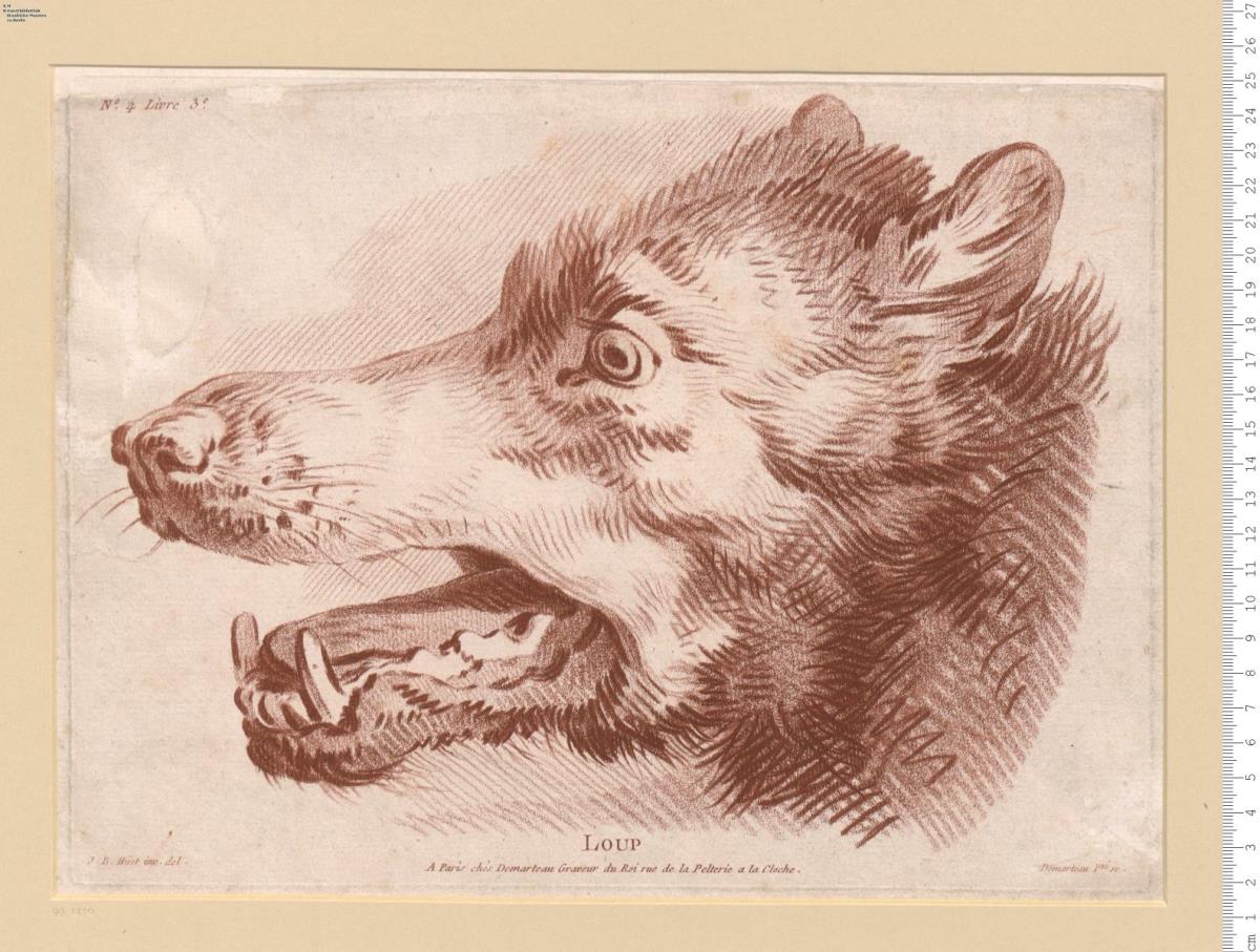 3 Bl. aus: (3.me Livre De Principes Et Leçons D'Animaux) J. B. Hüet invenit delineavit. Demarteau l'ainé sculpsit. A Paris chés Demarteau ... (Tête De Dogue)