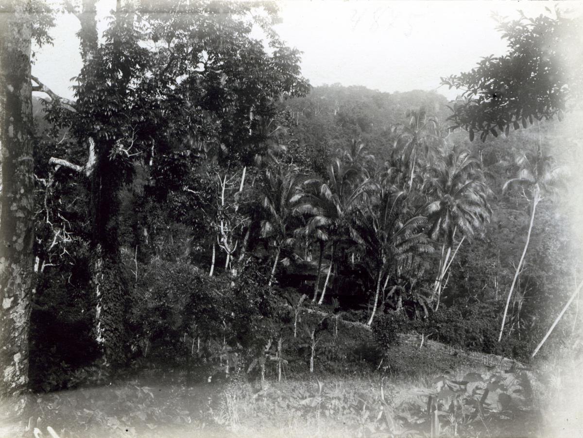 "Koromira."