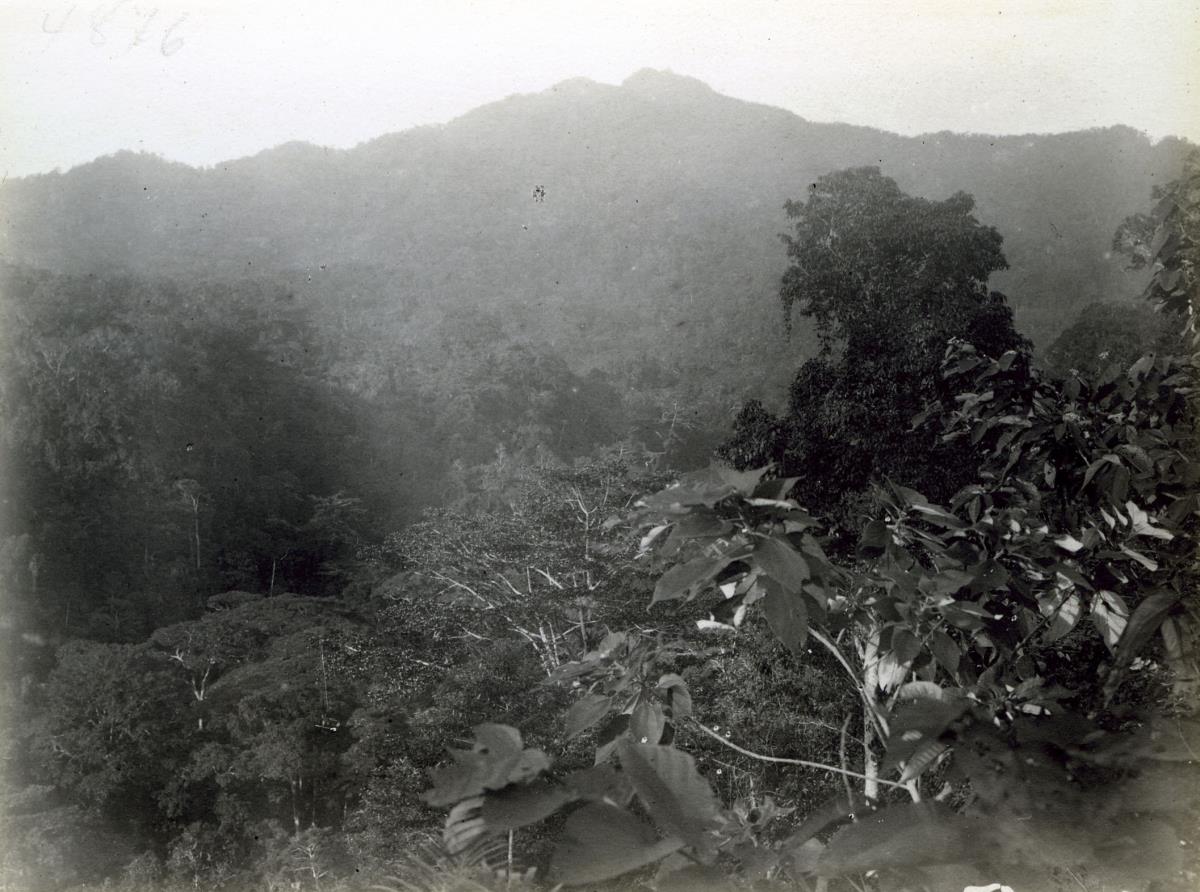 "Koromira."