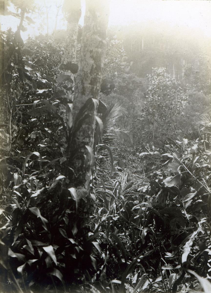 "Vegetation."