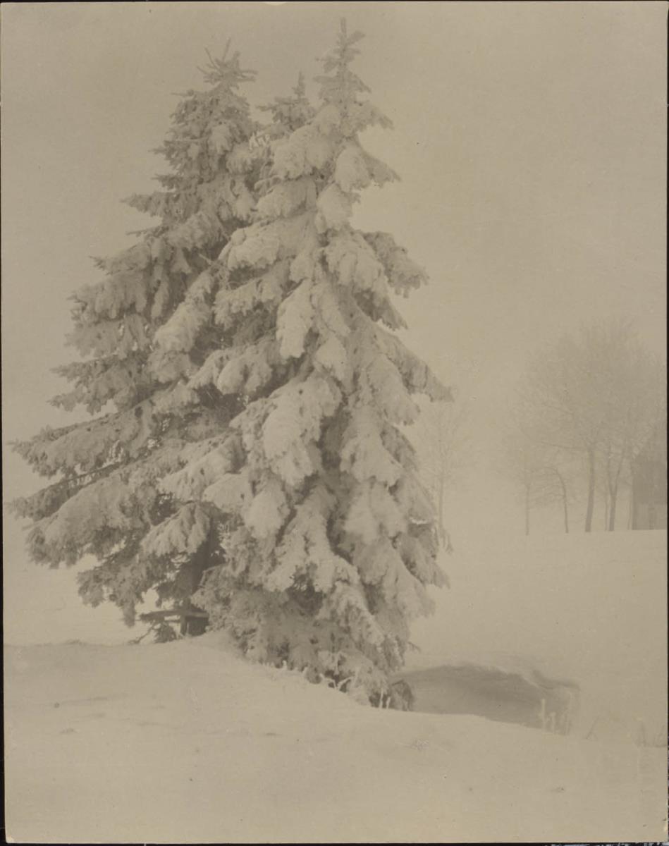 Tannen im Schnee