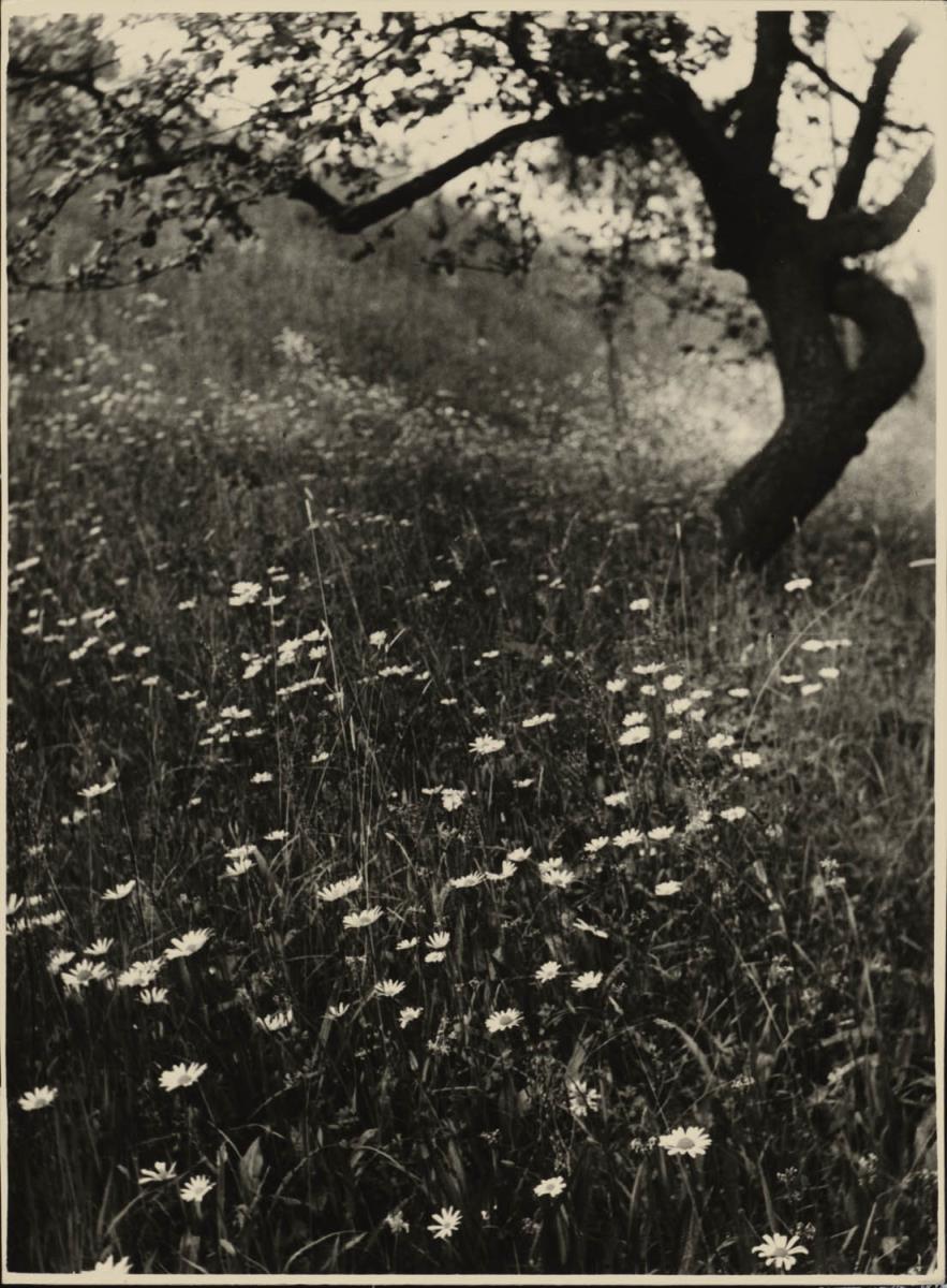 Blumenwiese