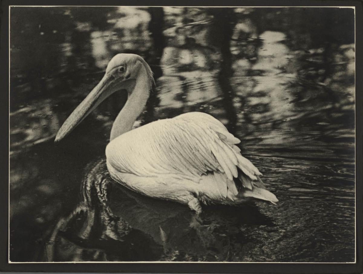 Pelikan