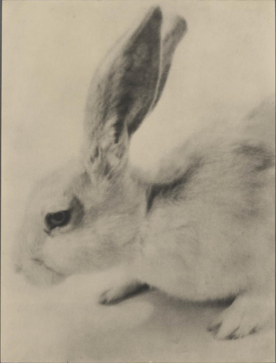Hase