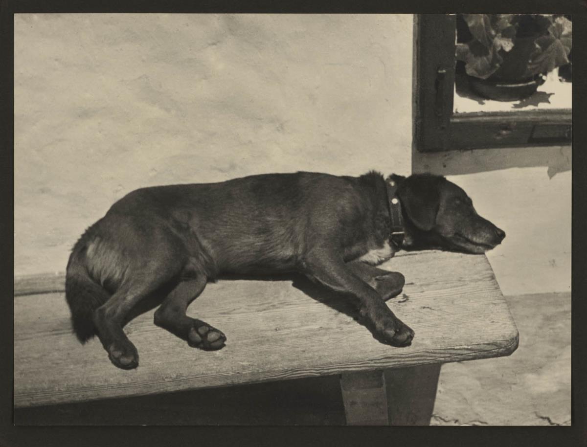 Schlafender Hund auf Bank