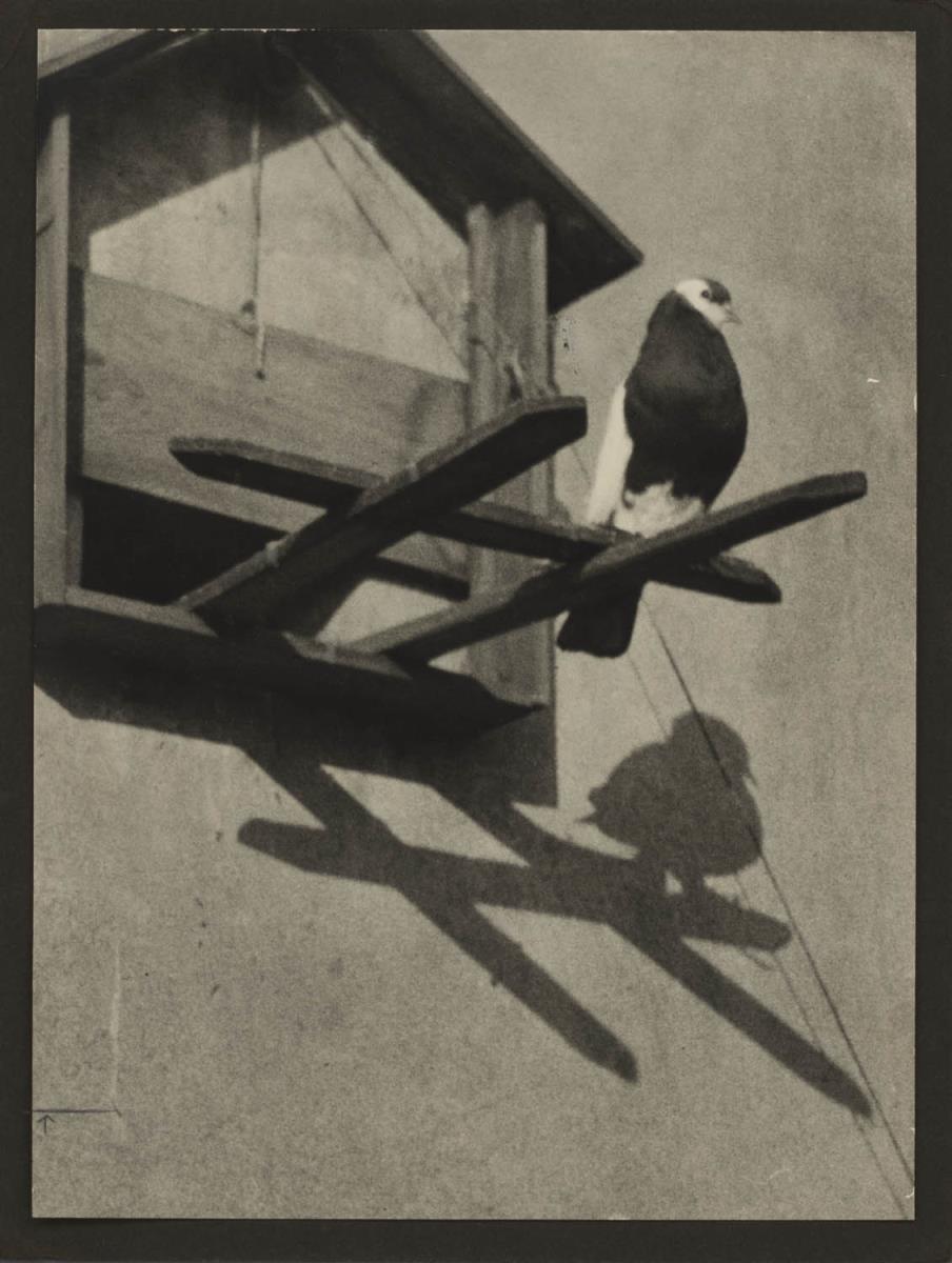 Vogel vor Vogelhaus