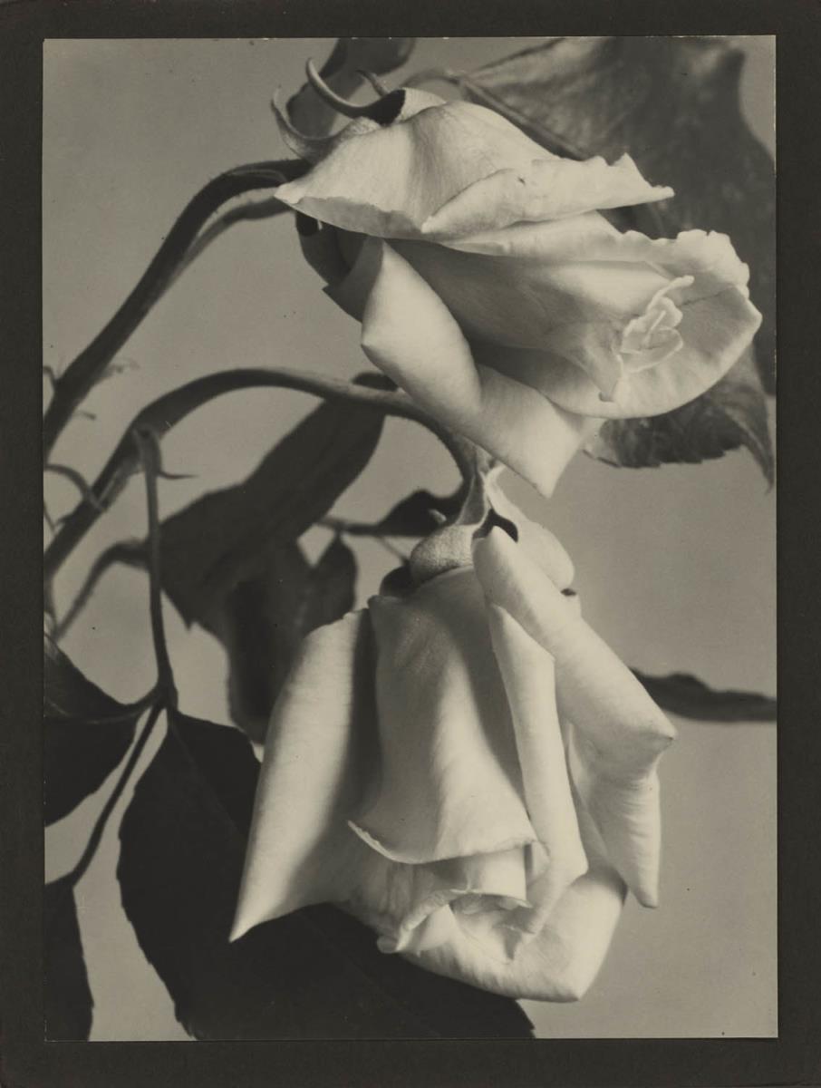 Edelrose