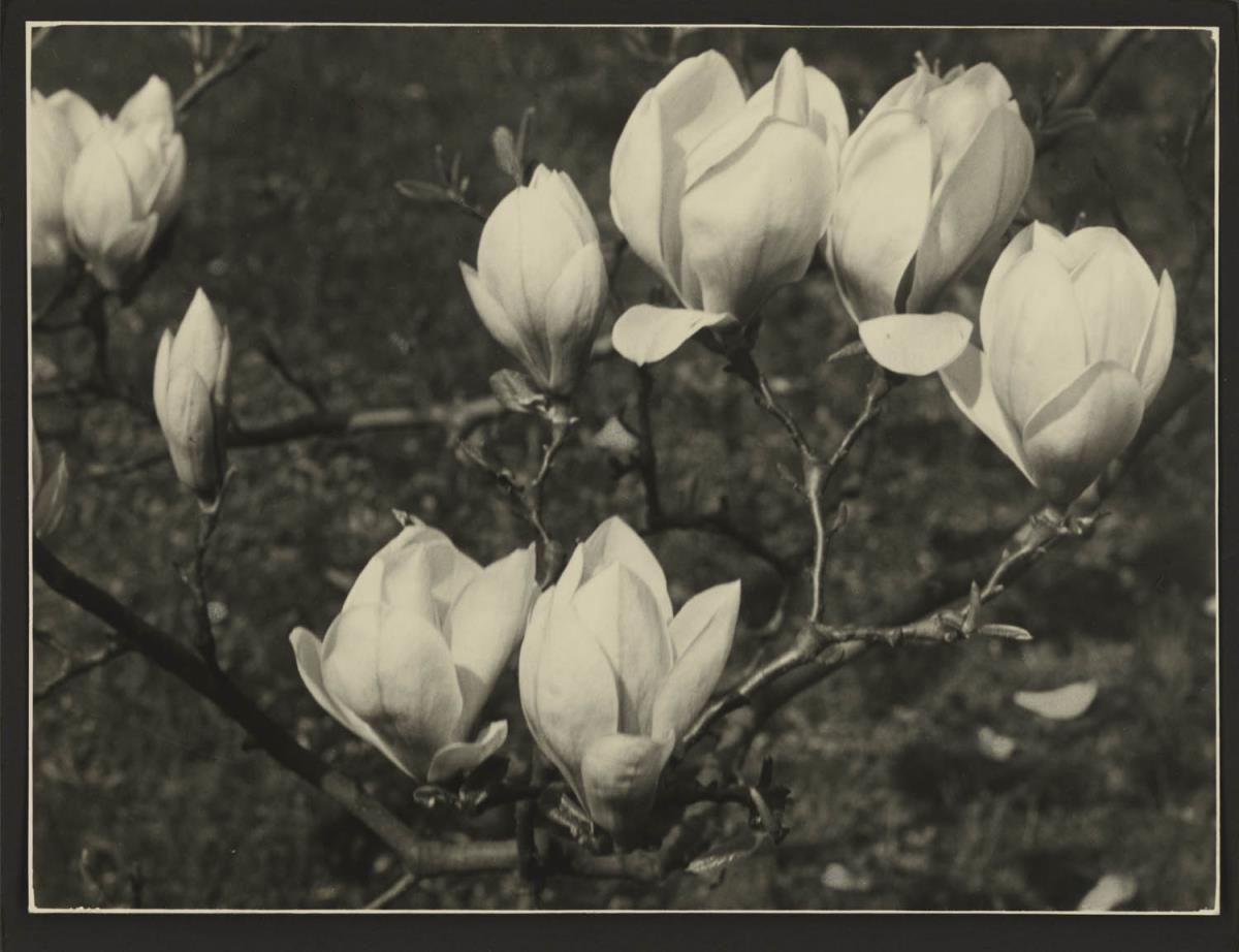 Magnolia - Tulpenbaum