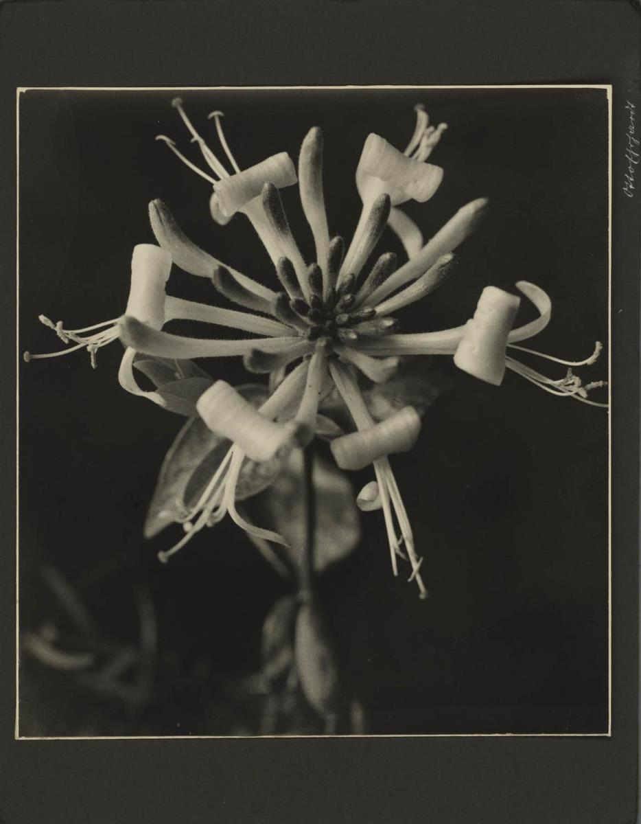 Blüte