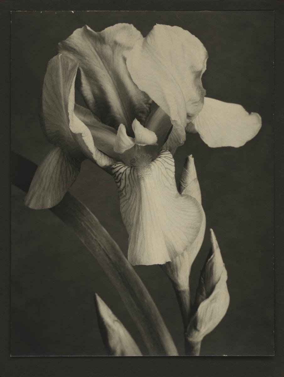 Iris Germanica