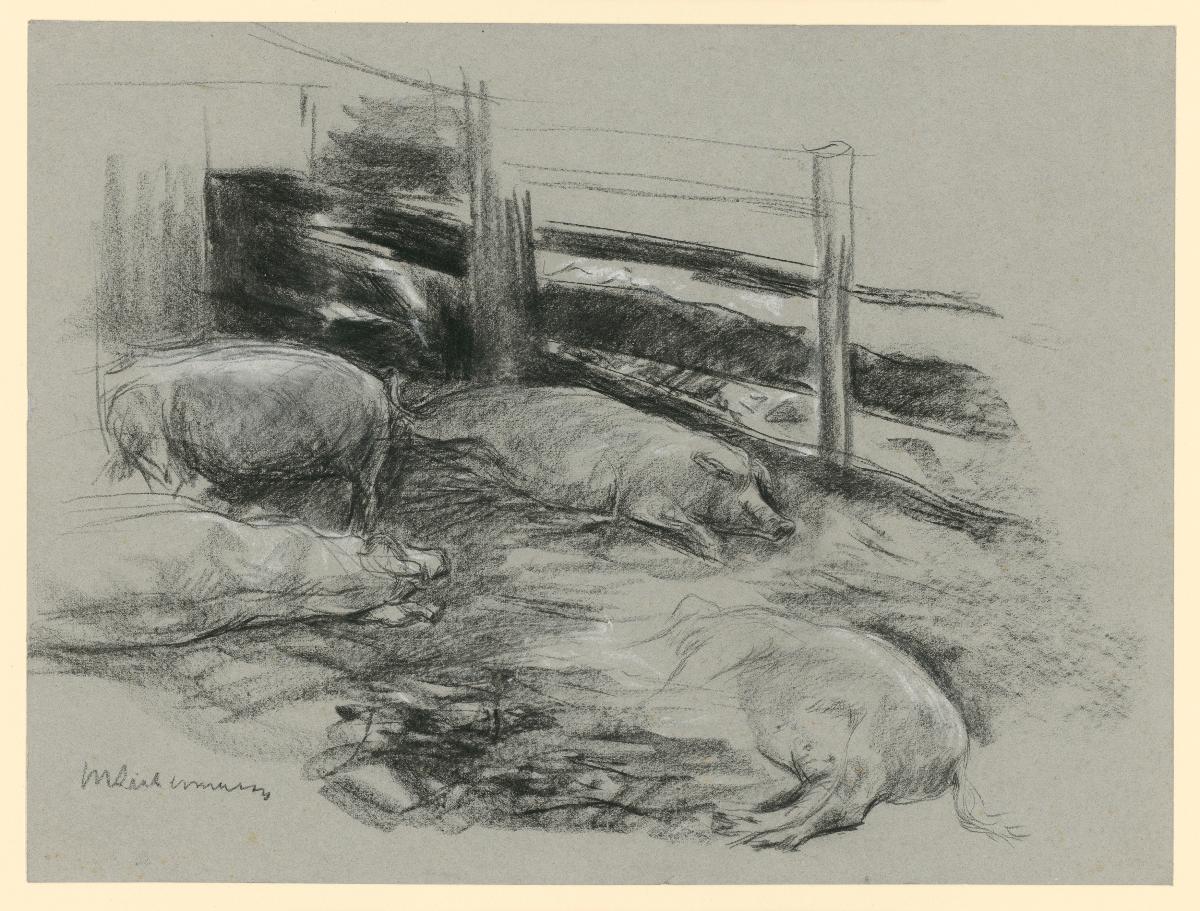 Schweinekoben mit vier Tieren