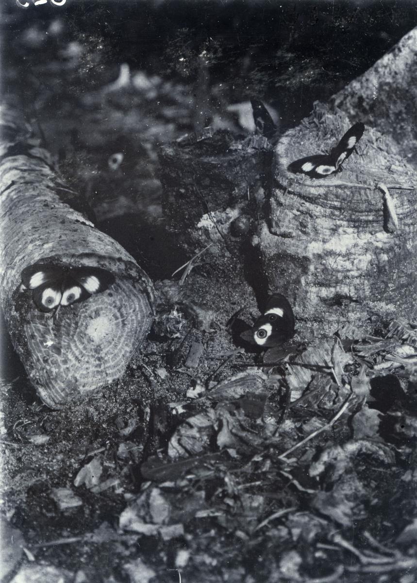 "Schmetterlinge an einer umgehauenen Cycaspalme (avapnbasi) in Tangatupi, Lamasong"