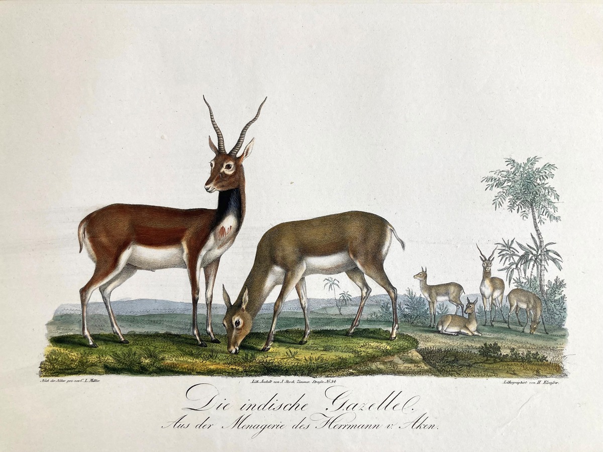 Die indische Gazelle. Aus der Menagerie des Hermann von Aken
