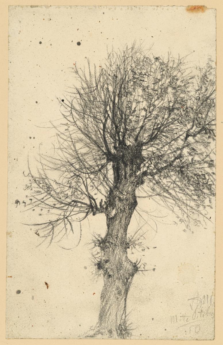 Weidenbaum