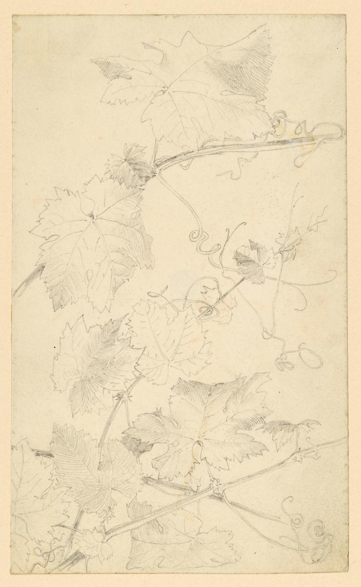 Weinblätter und -ranken