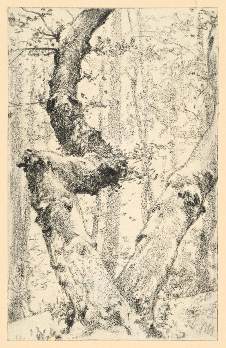 Verkrüppelte Baumstämme im Wald